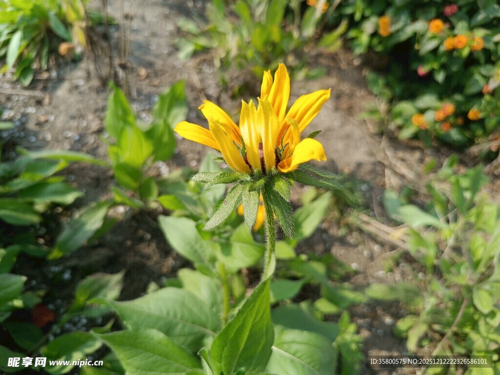 黄色花朵绽放于绿叶间