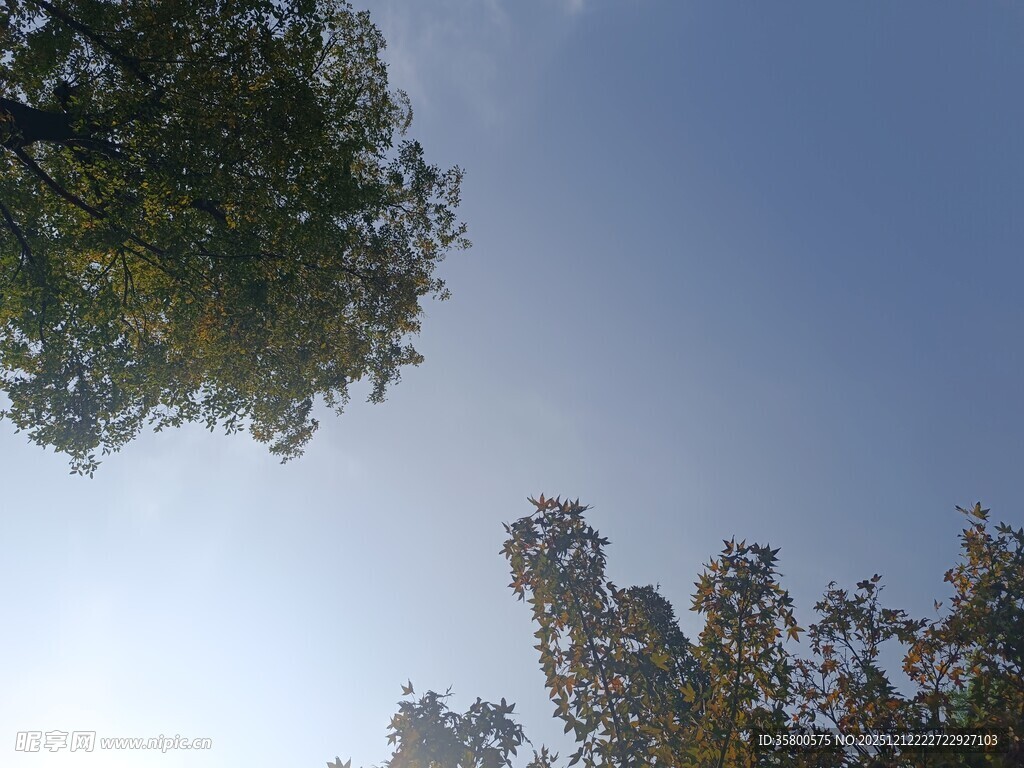 仰望蓝天绿树