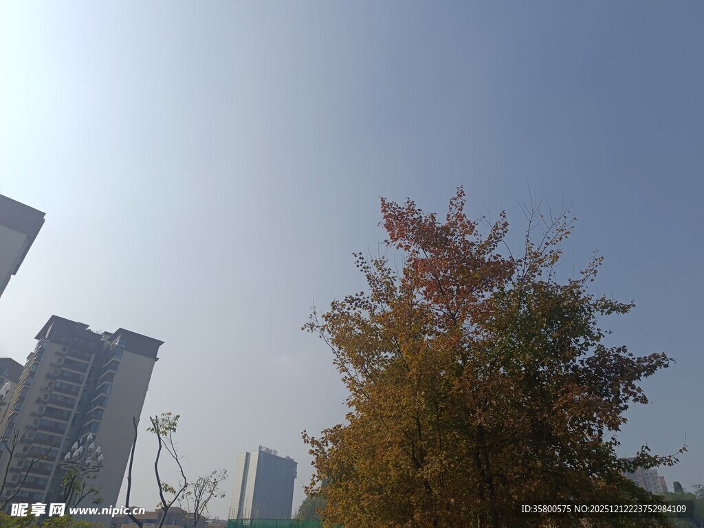 城市中树木与高楼的景致