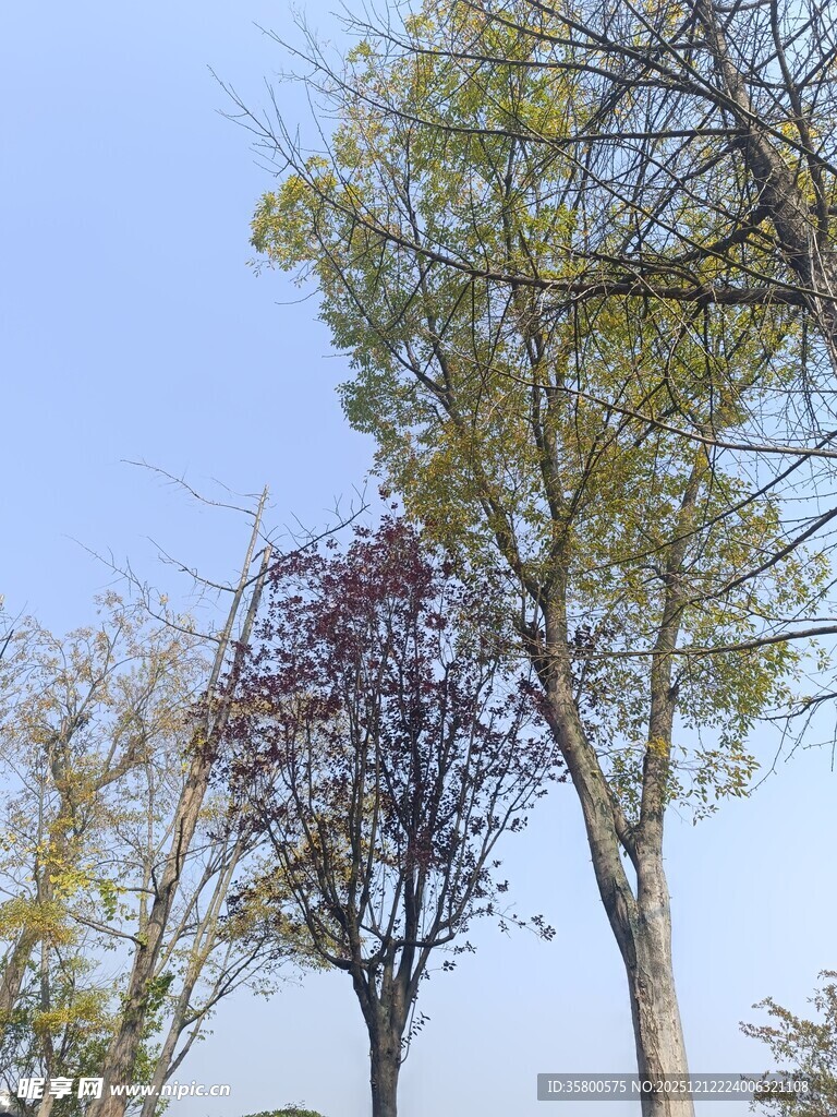 秋日多彩树木景观