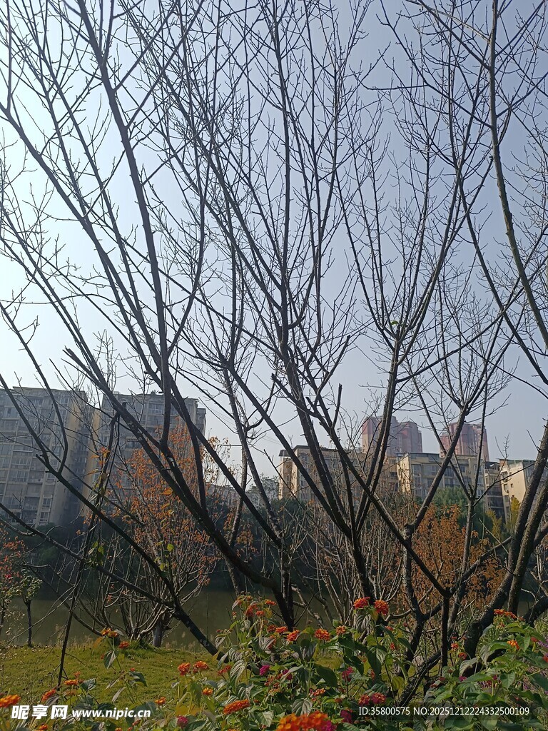 冬日枯树与远处建筑景观