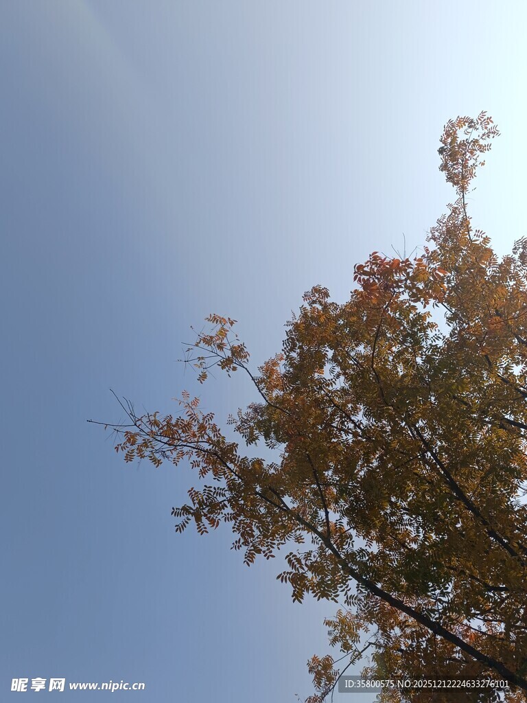 秋日树梢映蓝天