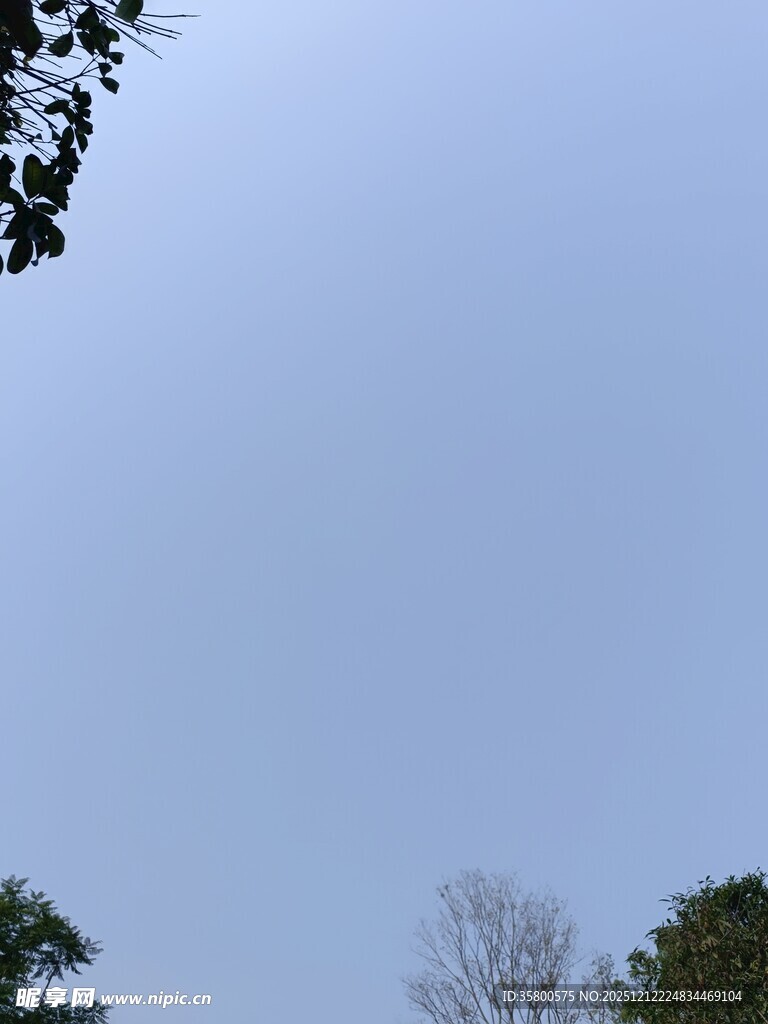 天空下的树木景观