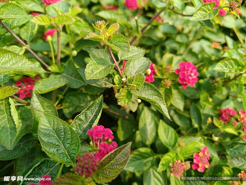 绿叶间的艳丽红花朵