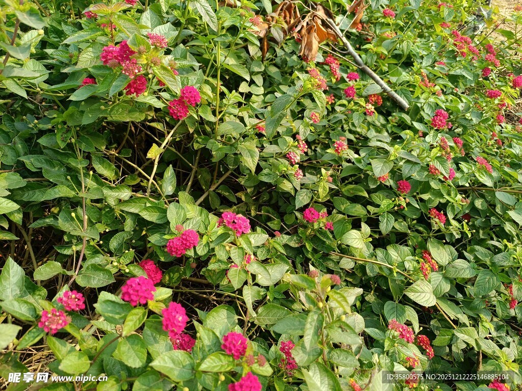 繁茂花丛中的艳丽红花朵