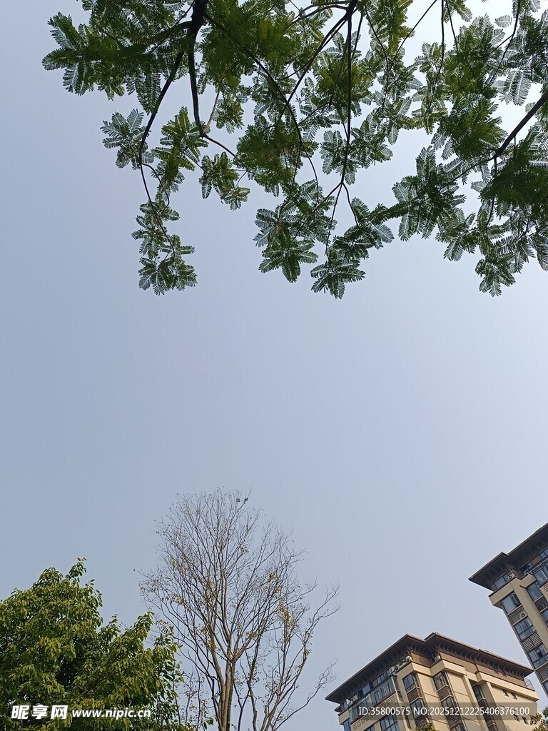 绿树掩映下的古老建筑