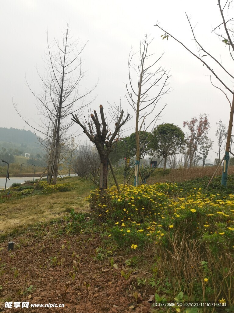 郊外荒野中的树木与小花