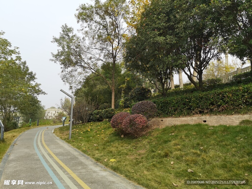 林间小路旁的绿植景观