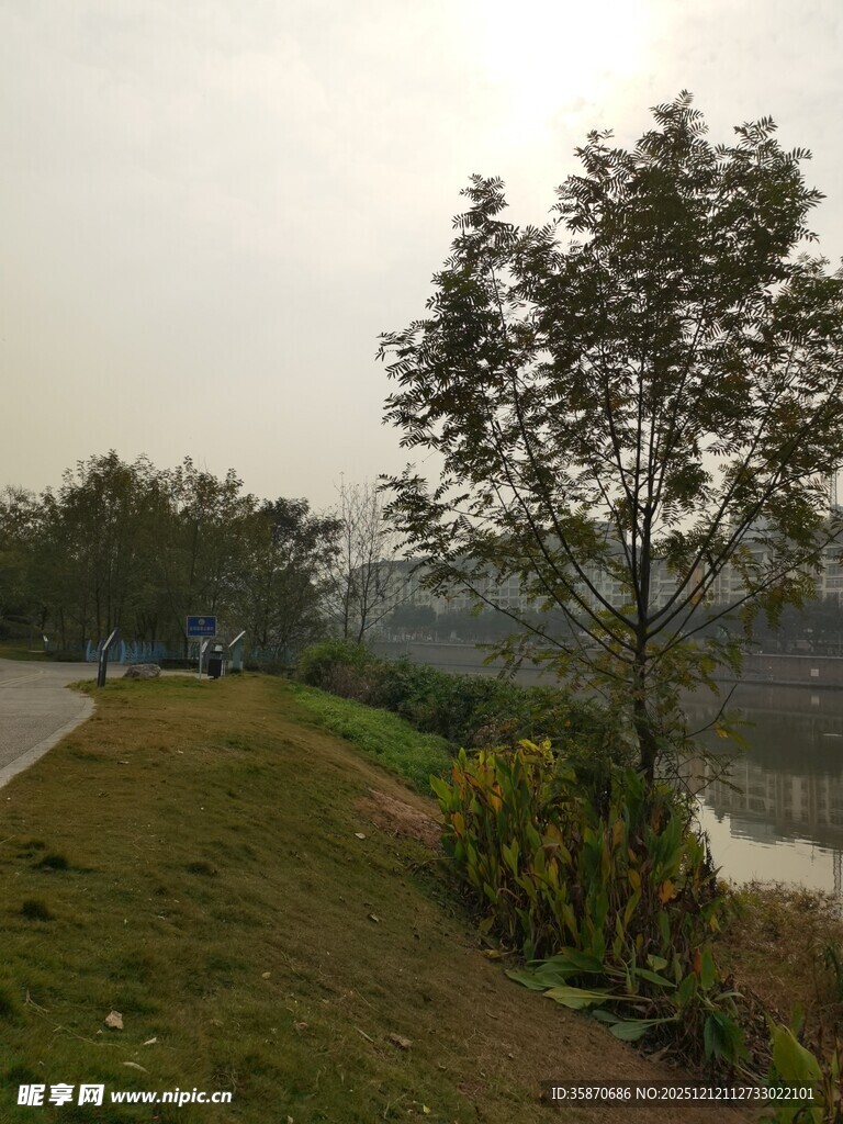 河畔绿树成荫的宁静风光