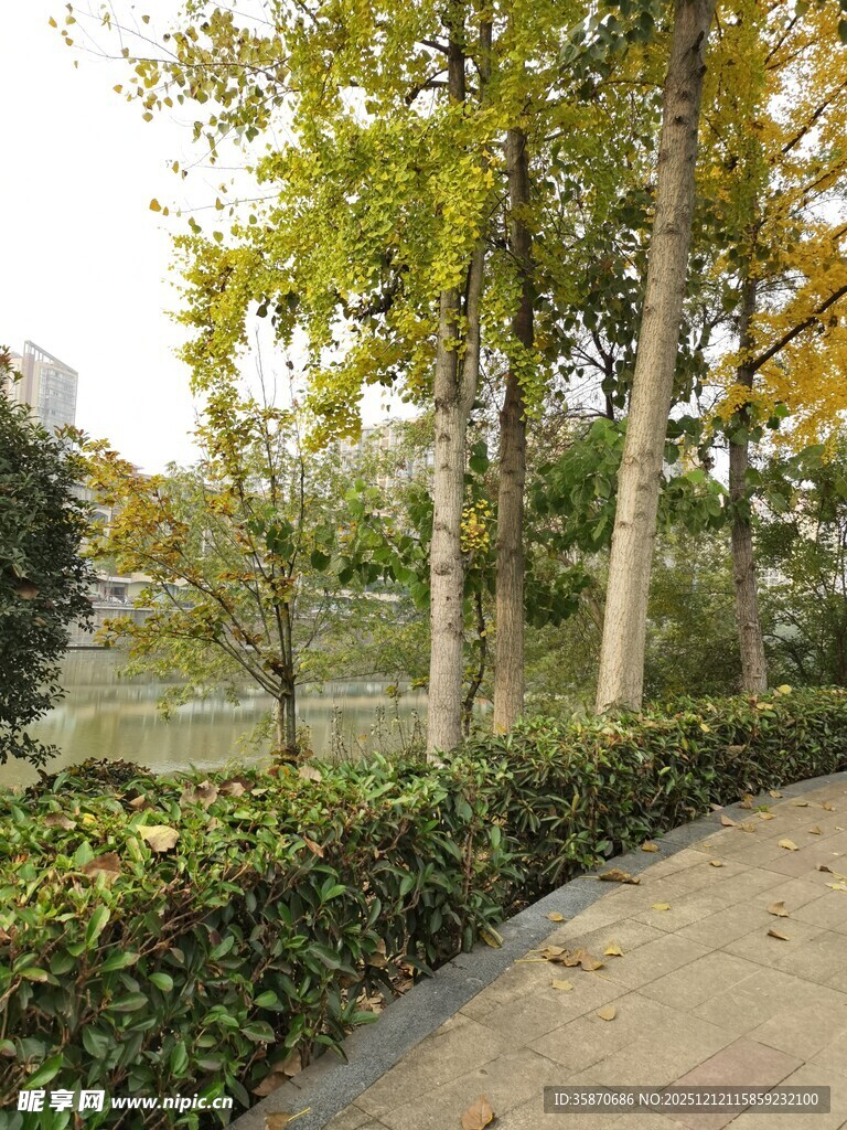 秋日林荫小道景观