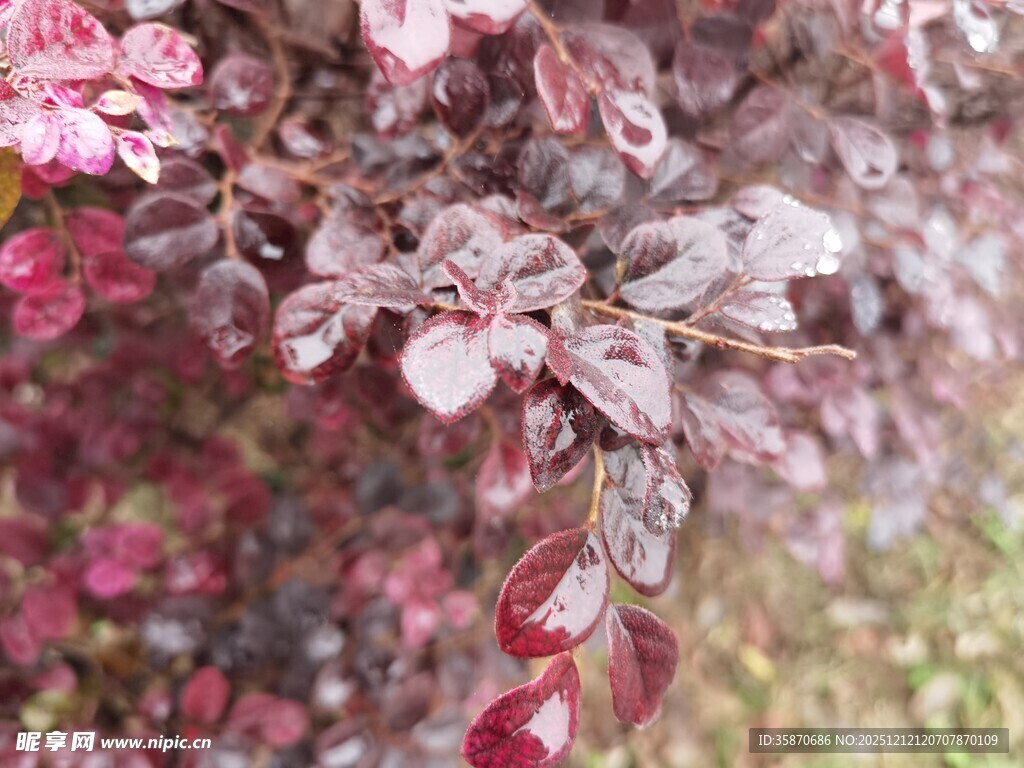 深红叶片植物特写