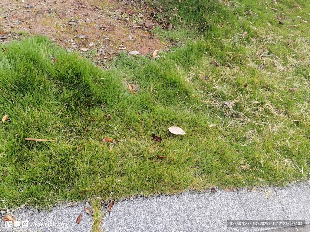 路边嫩绿草地景象