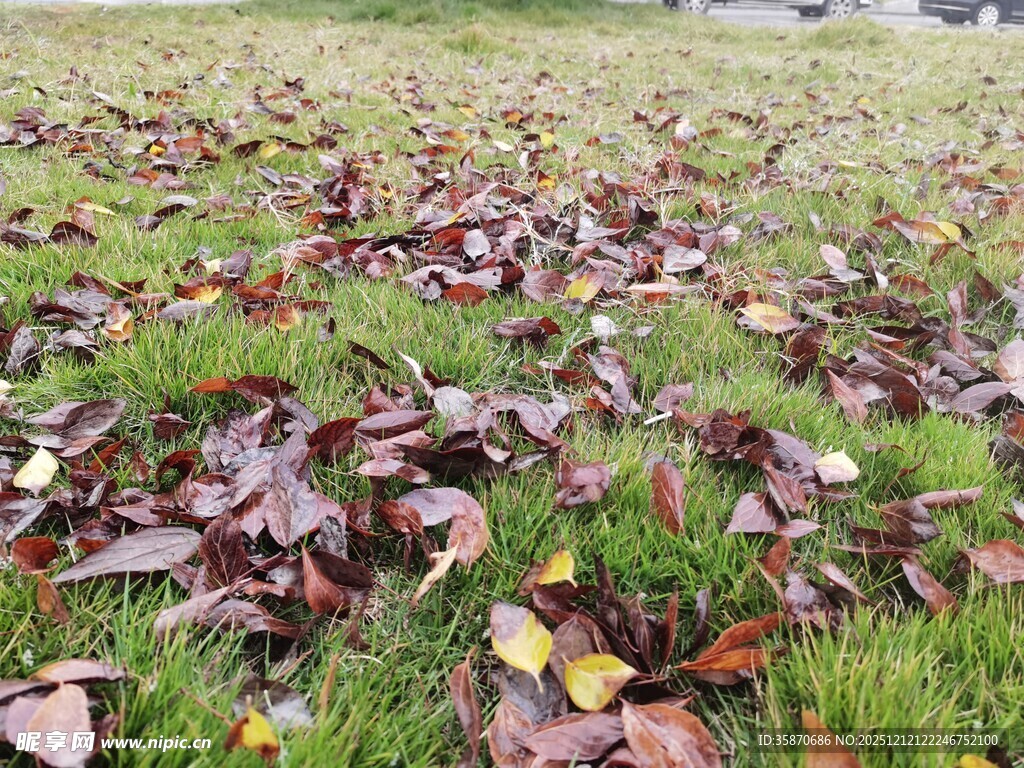 落叶铺地的翠绿草地