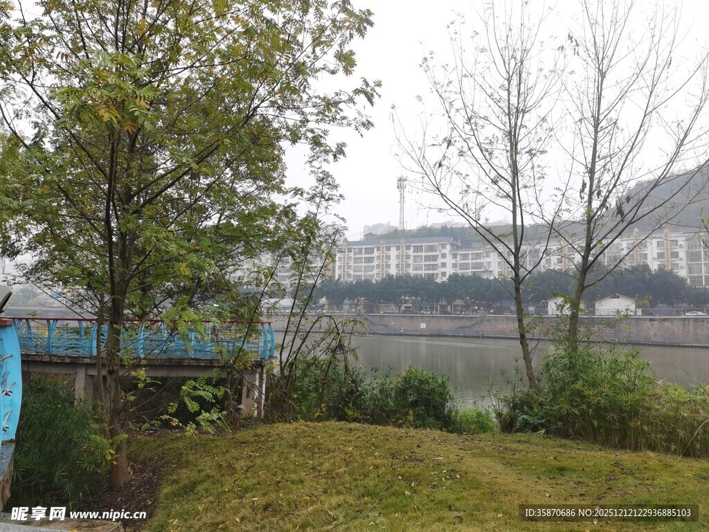 户外河畔草木景致