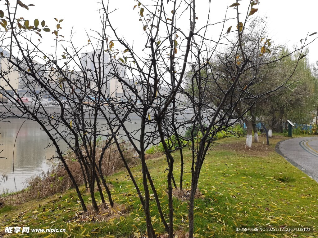 湖畔树木与小径景致