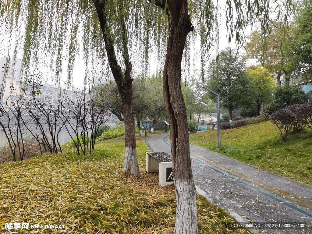 春日公园小径旁垂柳景致