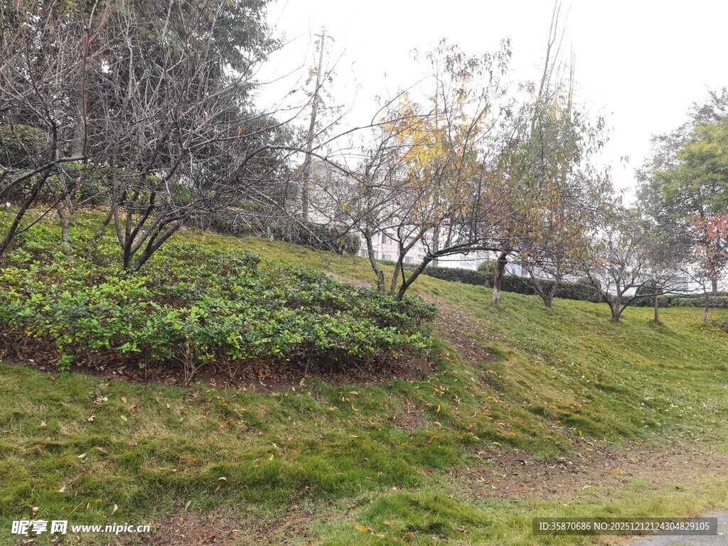 绿意盎然的户外山坡景色