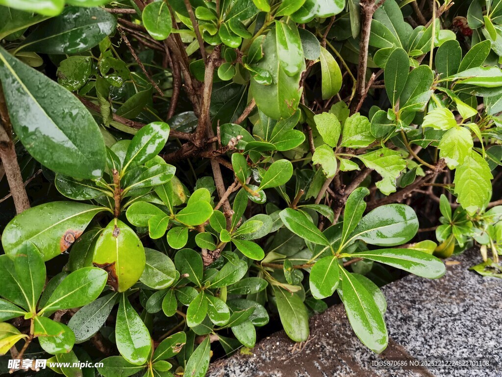 翠绿繁茂的低矮绿植