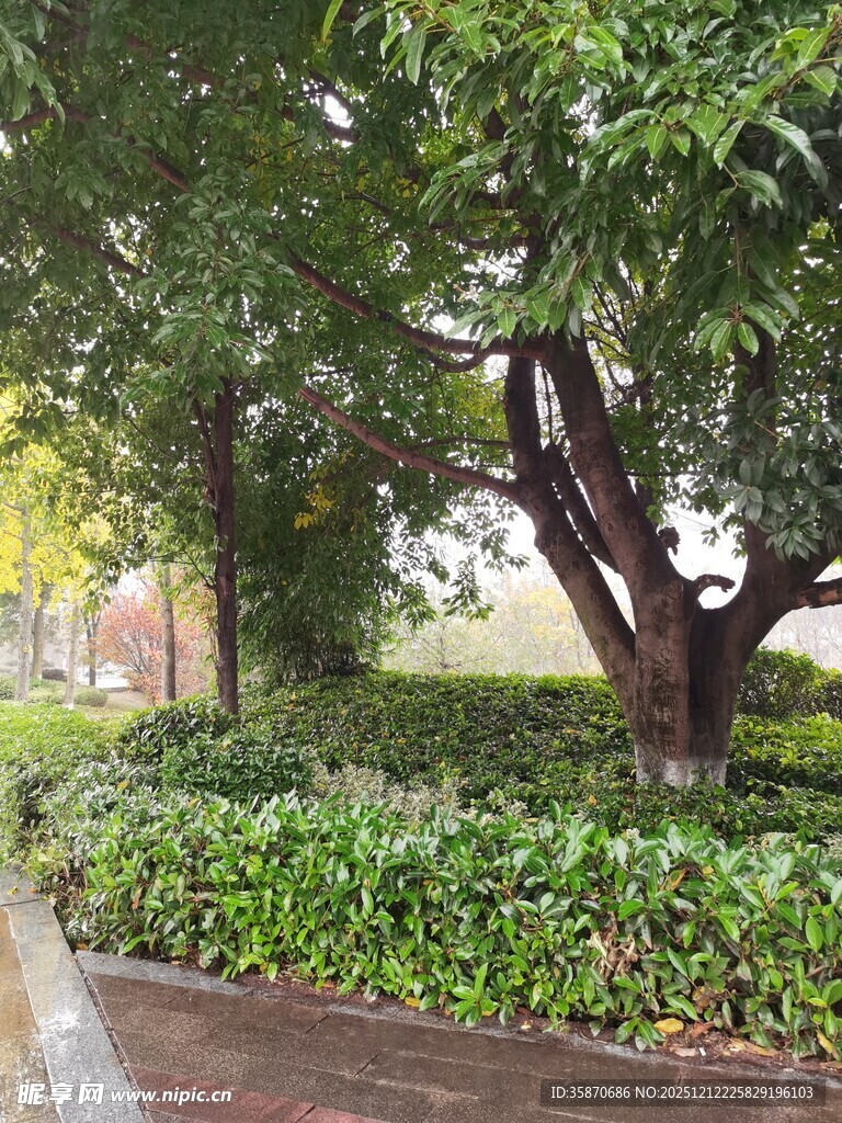 公园绿荫小道景观