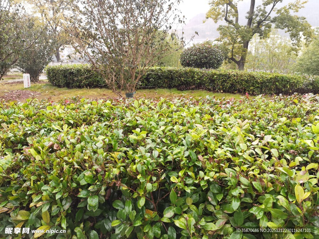 绿意盎然的园林灌木丛