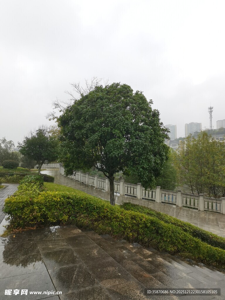 雨后湿润的道路与绿植景观