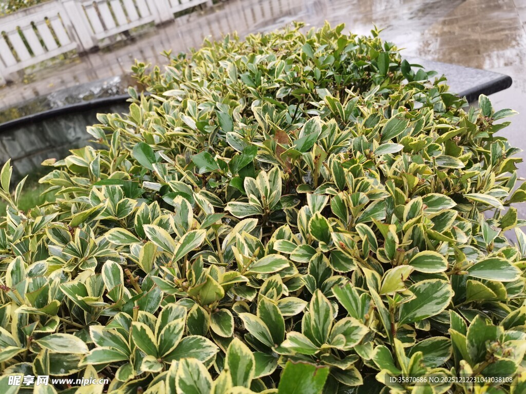 金边黄杨绿植景观