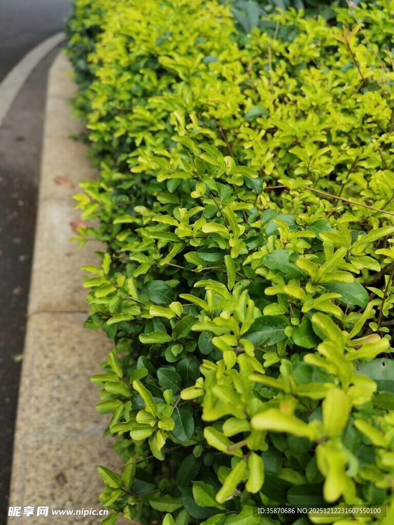路边翠绿繁茂的灌木丛
