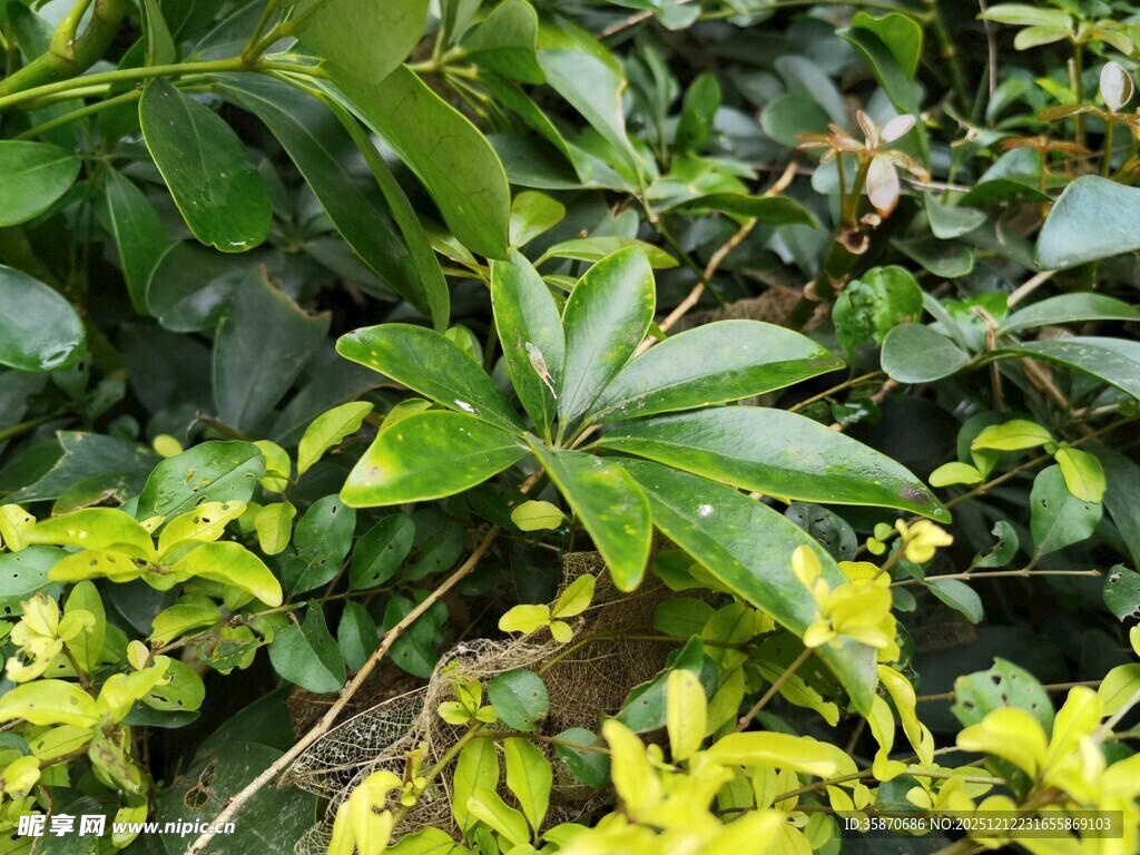 绿叶繁茂的多彩植物景观
