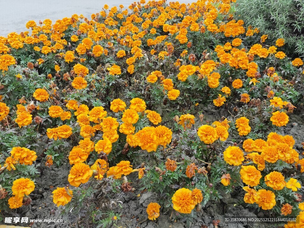 漫山遍野的灿烂橙色花朵