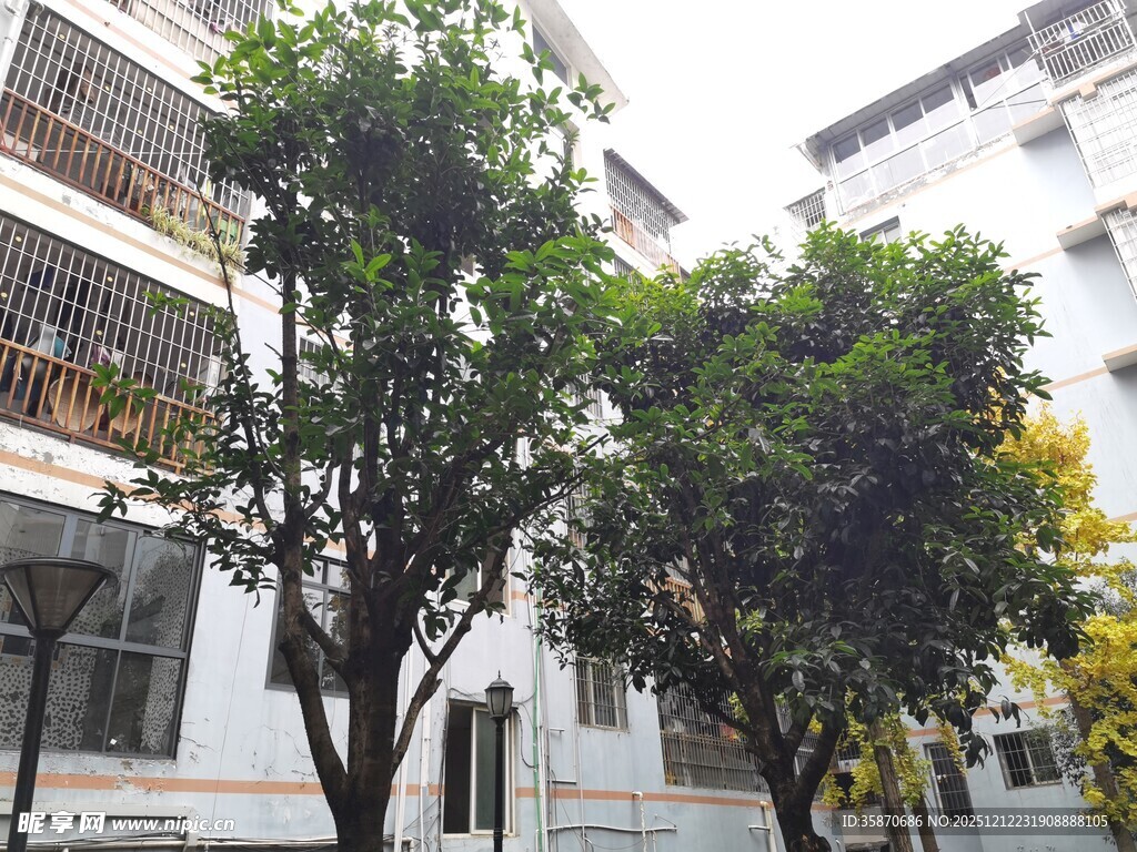 庭院绿树与建筑景观