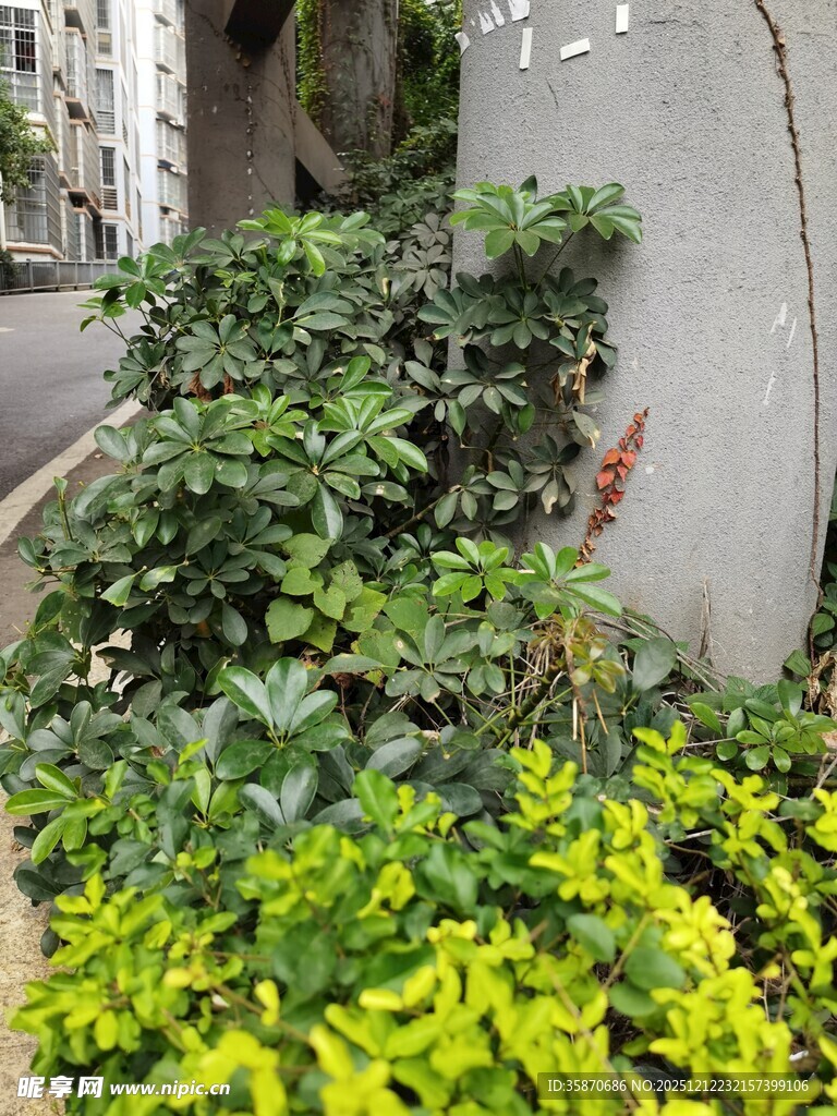 墙边繁茂绿植景观
