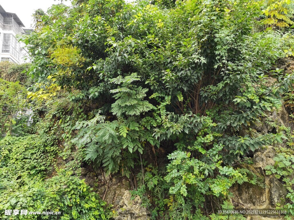 山坡上的繁茂绿植