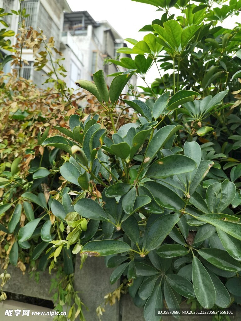 繁茂绿植装点户外一隅