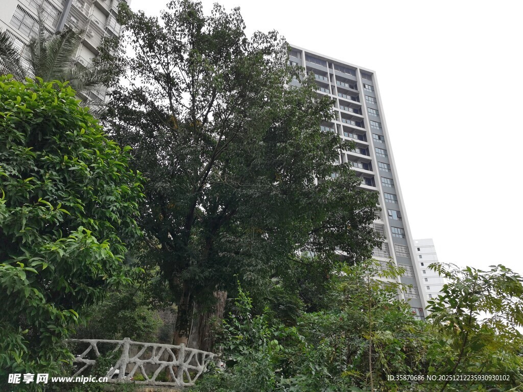 城市中繁茂树木与高楼
