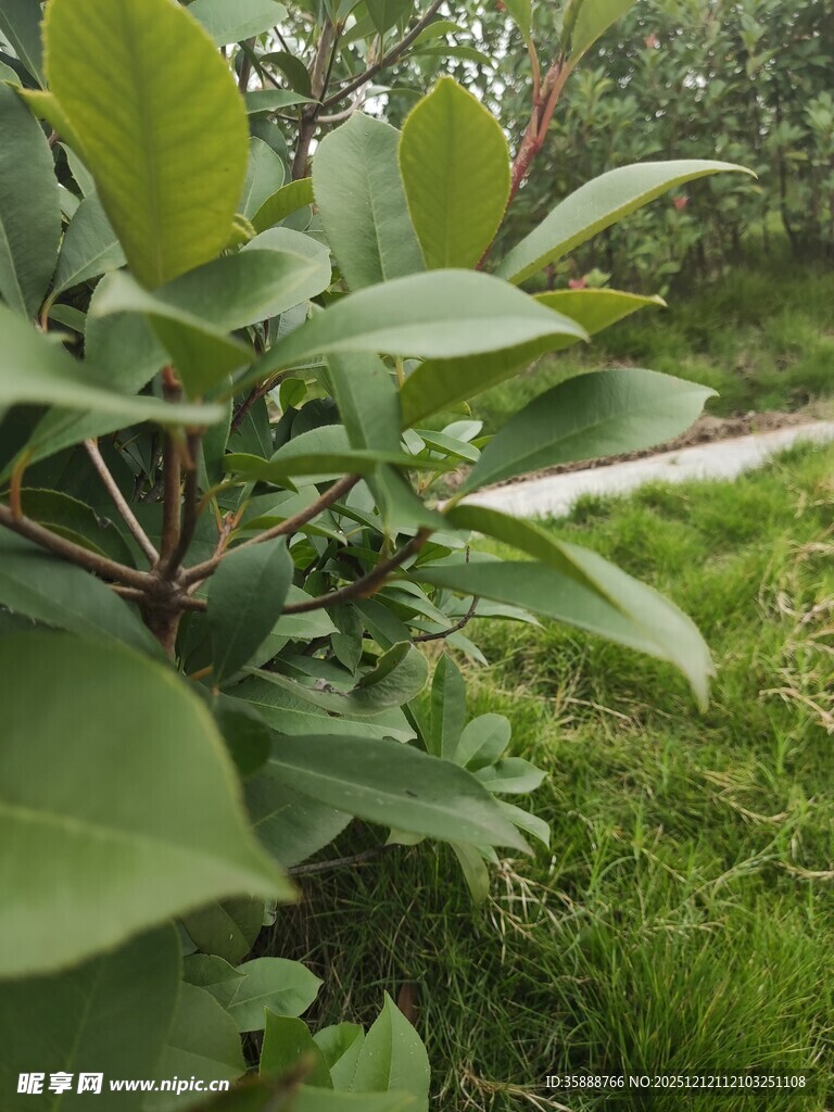 绿叶植物与小径景观