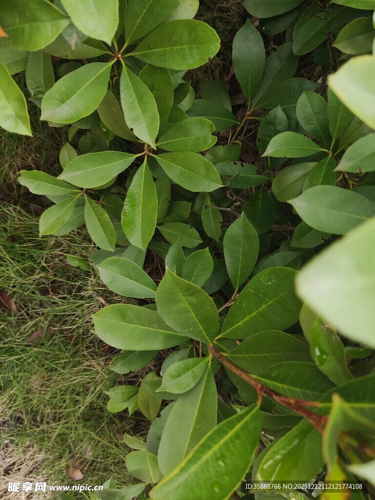 绿叶簇拥的生机景象