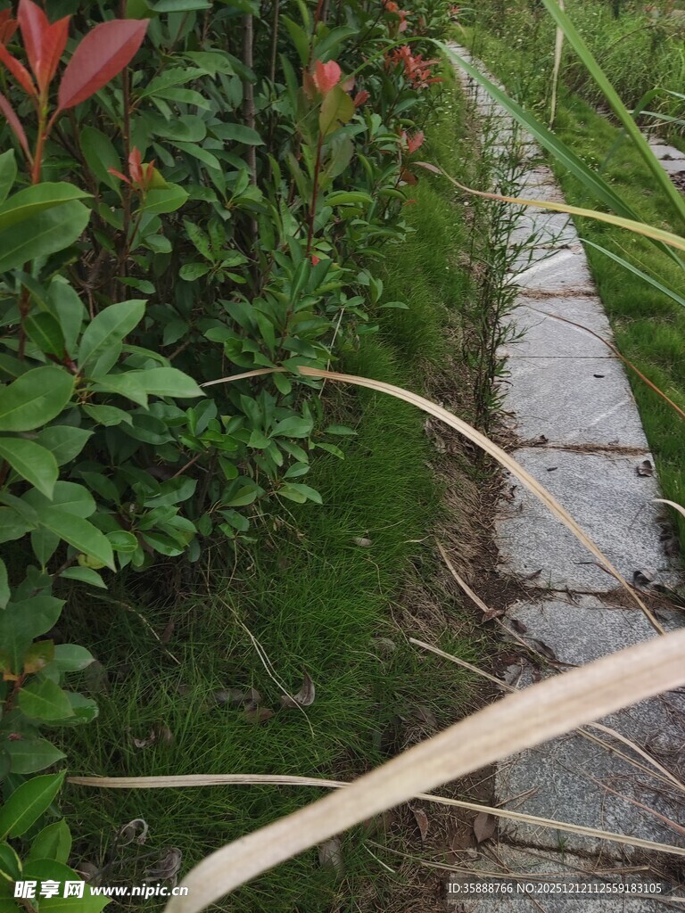 小径旁绿植与弯曲物件