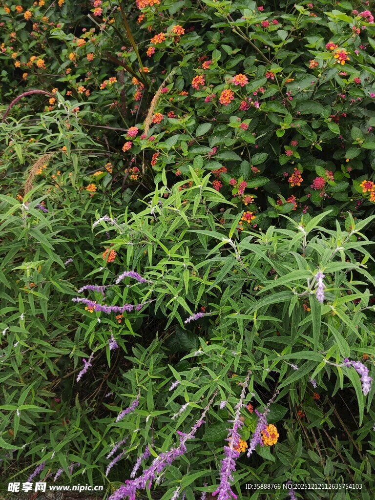 繁茂绿植间的多彩果实