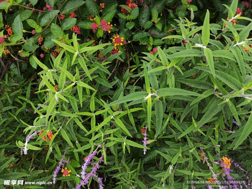 绿叶繁花的自然植物景观