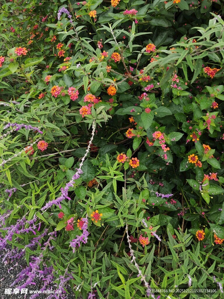 花丛中的多彩植物景观