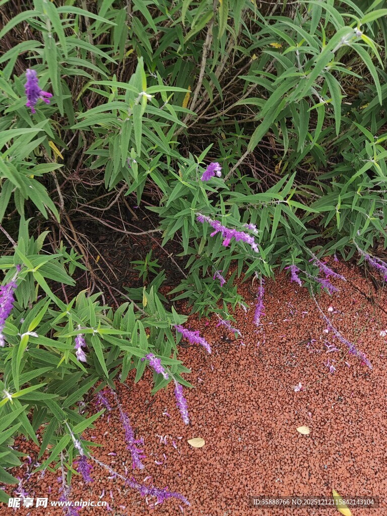 紫色小花点缀绿色植物