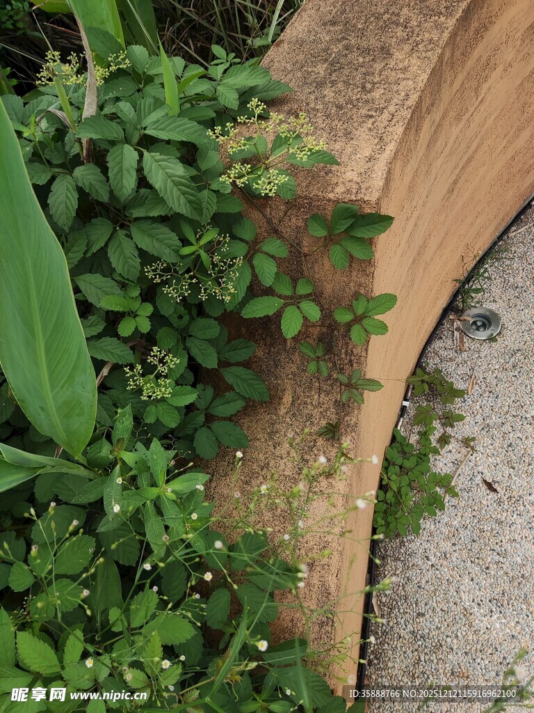 木质边缘的繁茂绿植