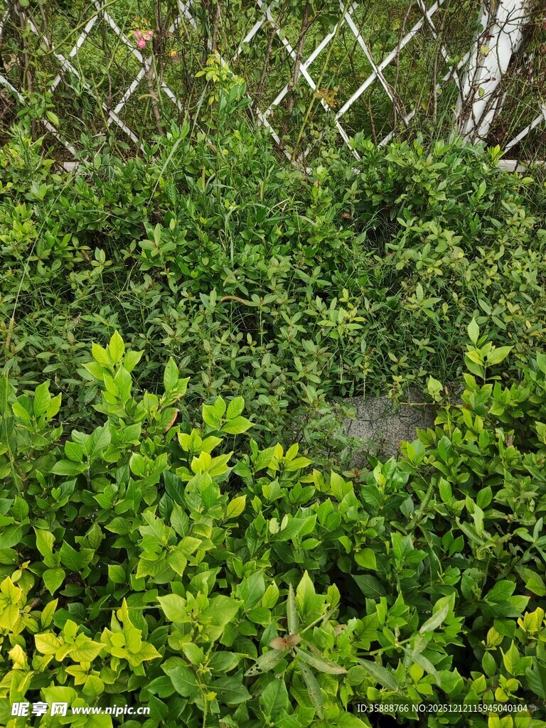 翠绿繁茂的绿植景观