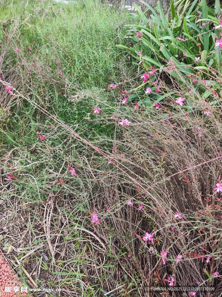 草丛中的粉色小花