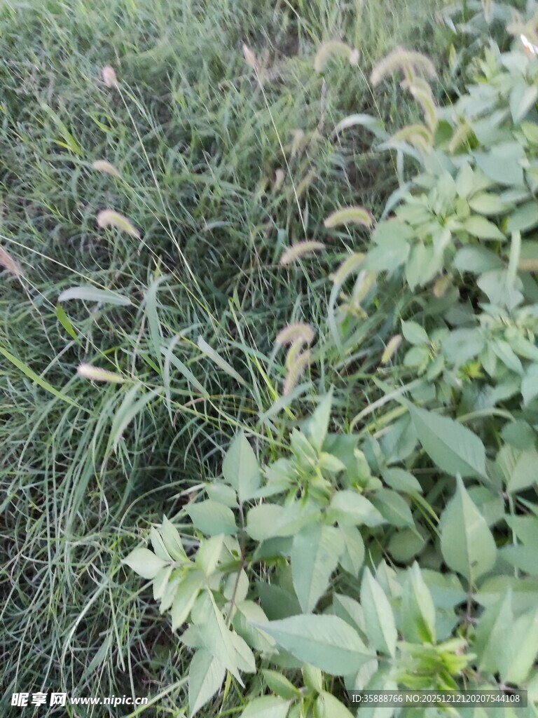 野外繁茂的绿植景象