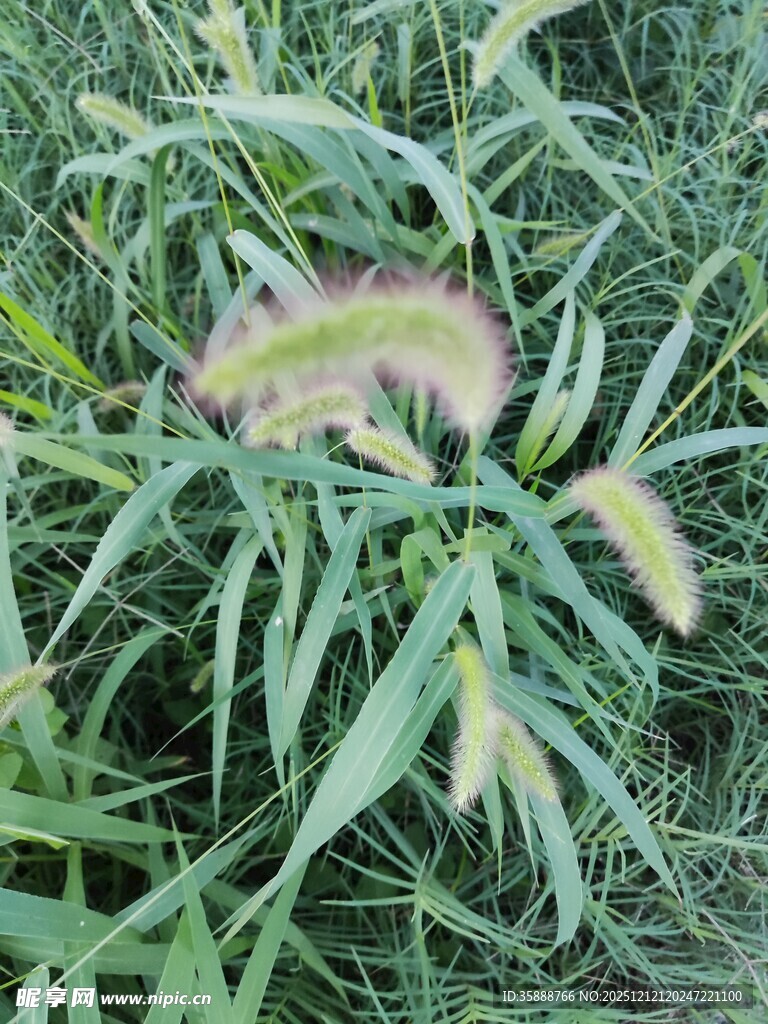 绿色草丛中的植物特写
