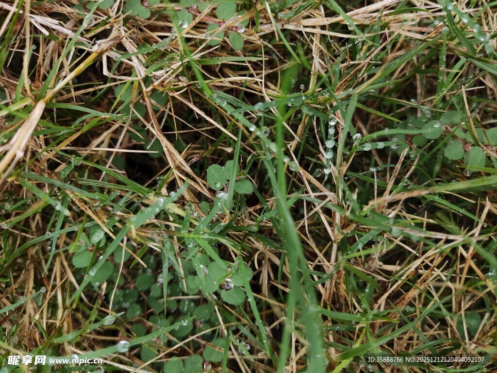 野外杂草丛生景象