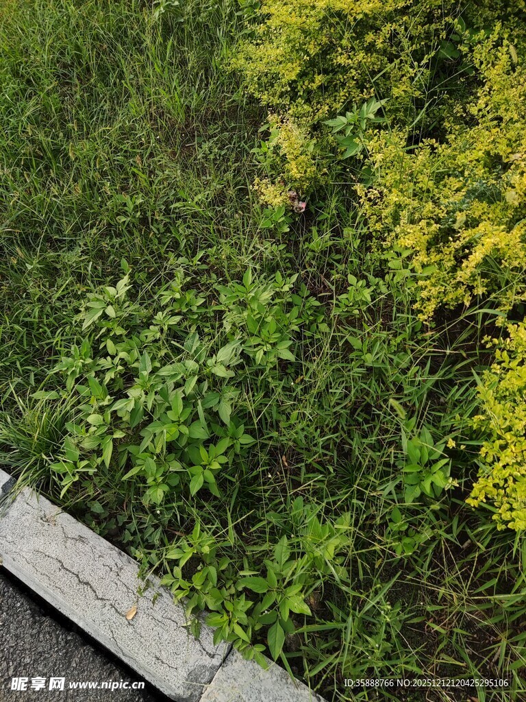 路边多彩绿植景观