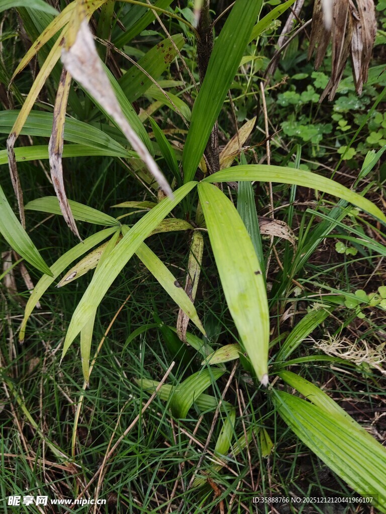 翠绿竹叶生长于草丛间