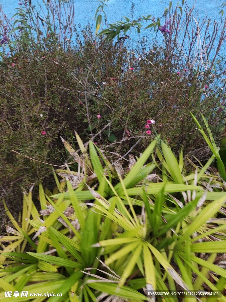 翠绿植物与繁茂背景景观